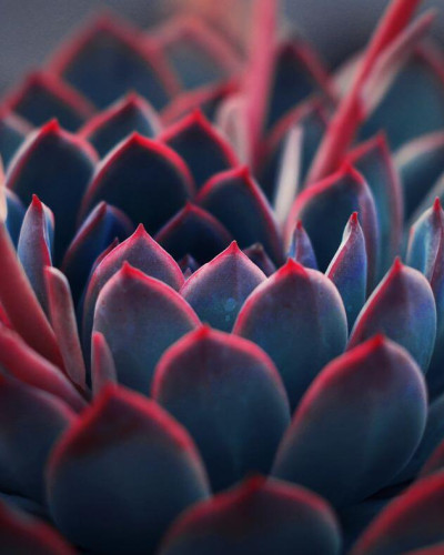 Colorful succulent