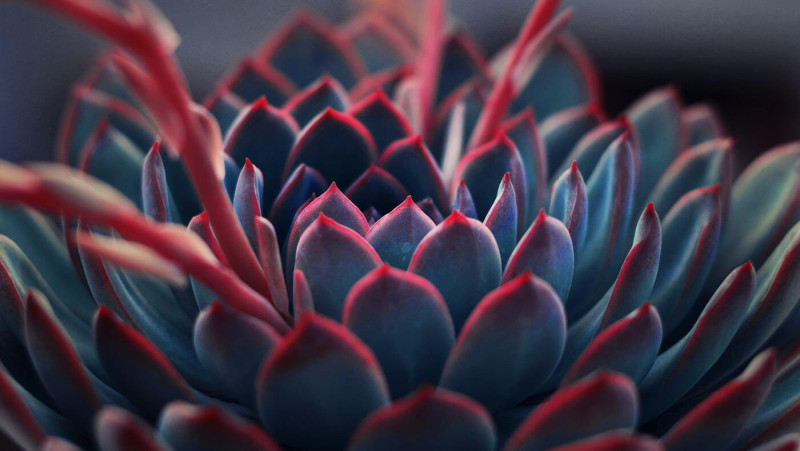 Colorful succulent